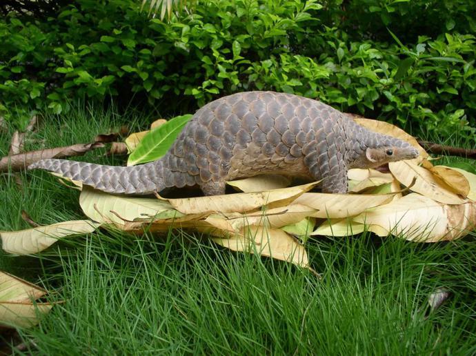 匹夫无罪,怀璧其罪——漫谈中华穿山甲丨花颜鸟语