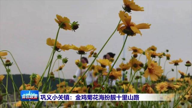 金雞菊扮靚鞏義小關鎮10裡山路