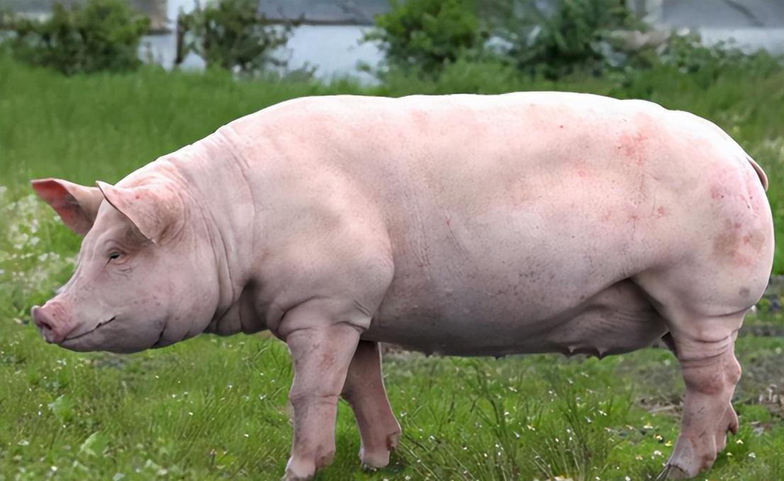 中华土猪历史9000载,外来猪30年入侵,现42种土猪面临消亡