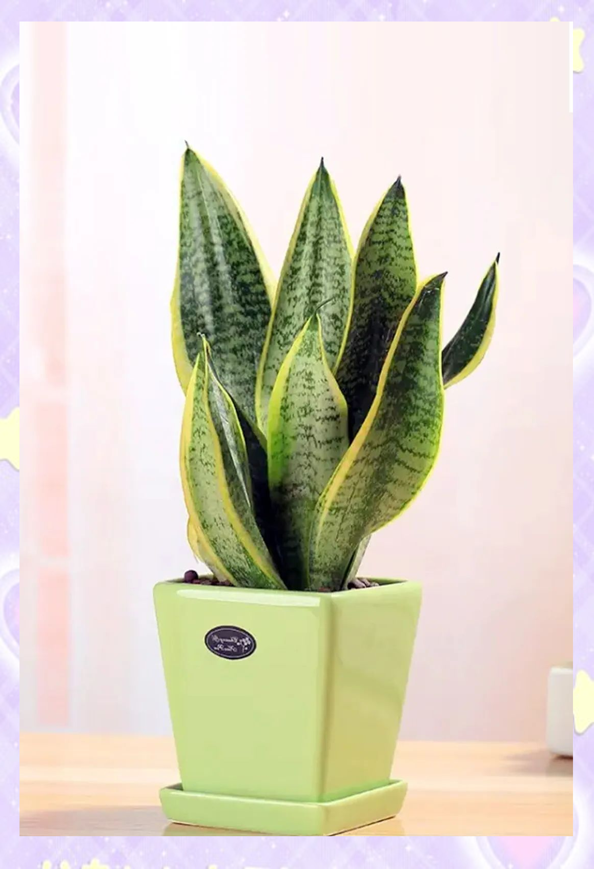 虎尾兰的养殖指南与注意事项概述