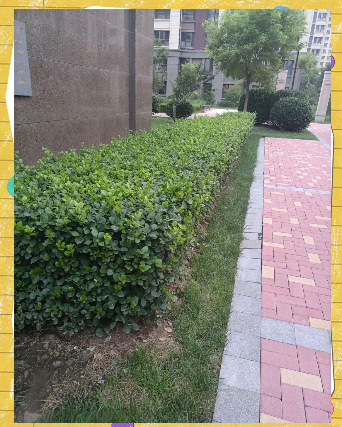 绿境华庭中的常绿冬青树