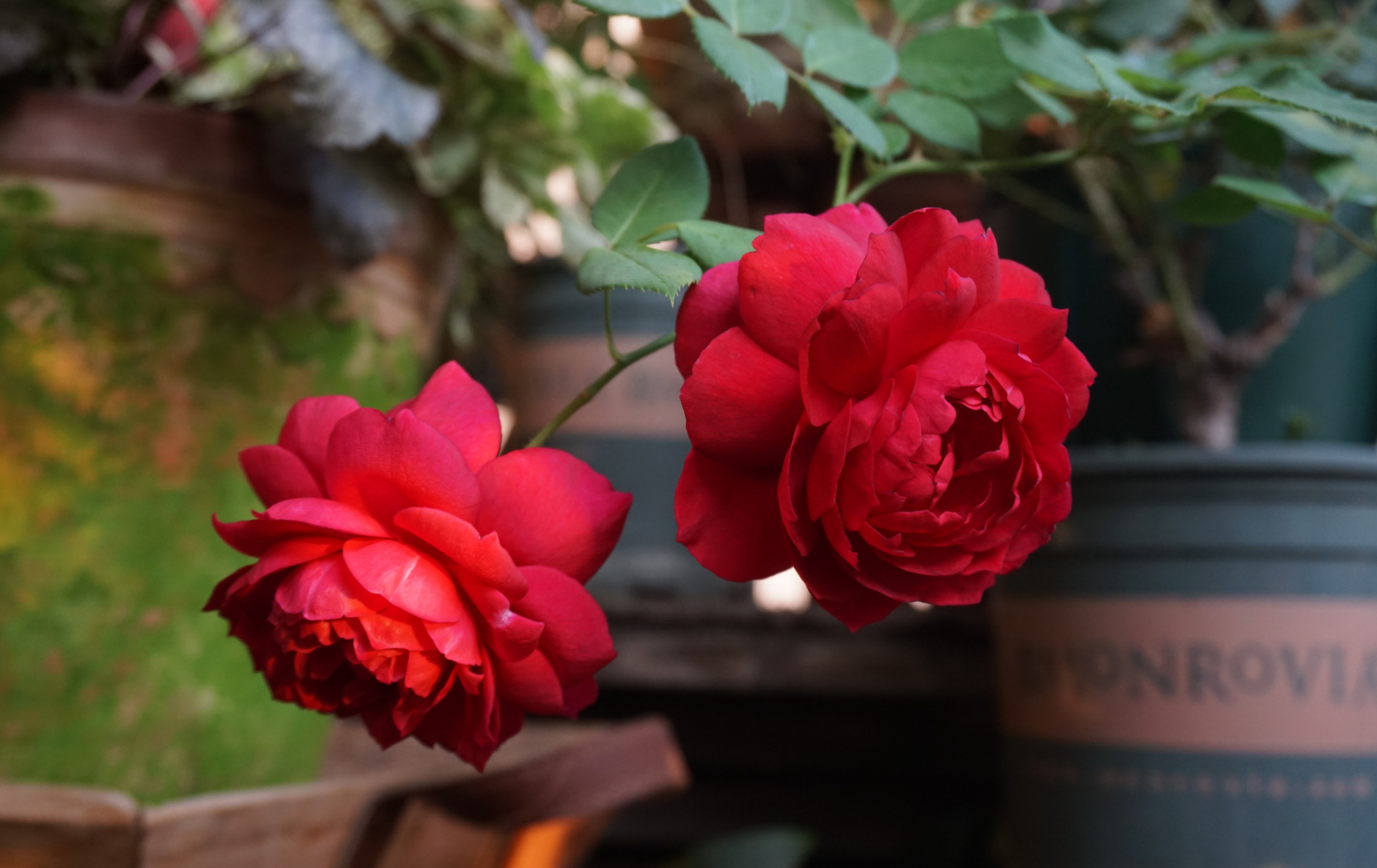 你的阳台还有位置吗?养棵"秋日胭脂",多季有花看,赏花又闻香