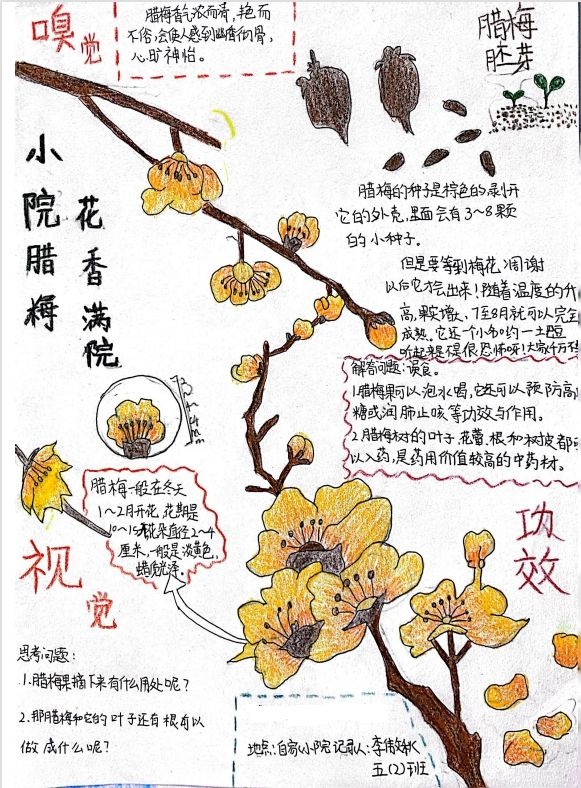 腊梅花手抄报图片