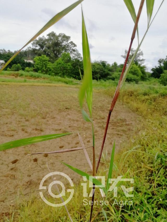 每日一草:水蔗草