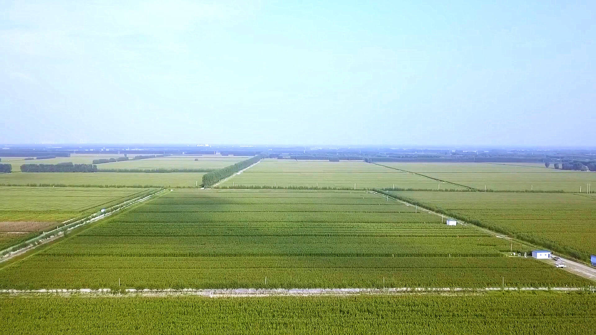 平原王杲铺大集图片