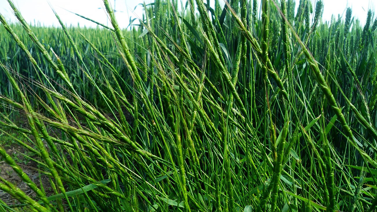 节节麦难防治?把握好除草剂的使用方法和时间,其实很简单