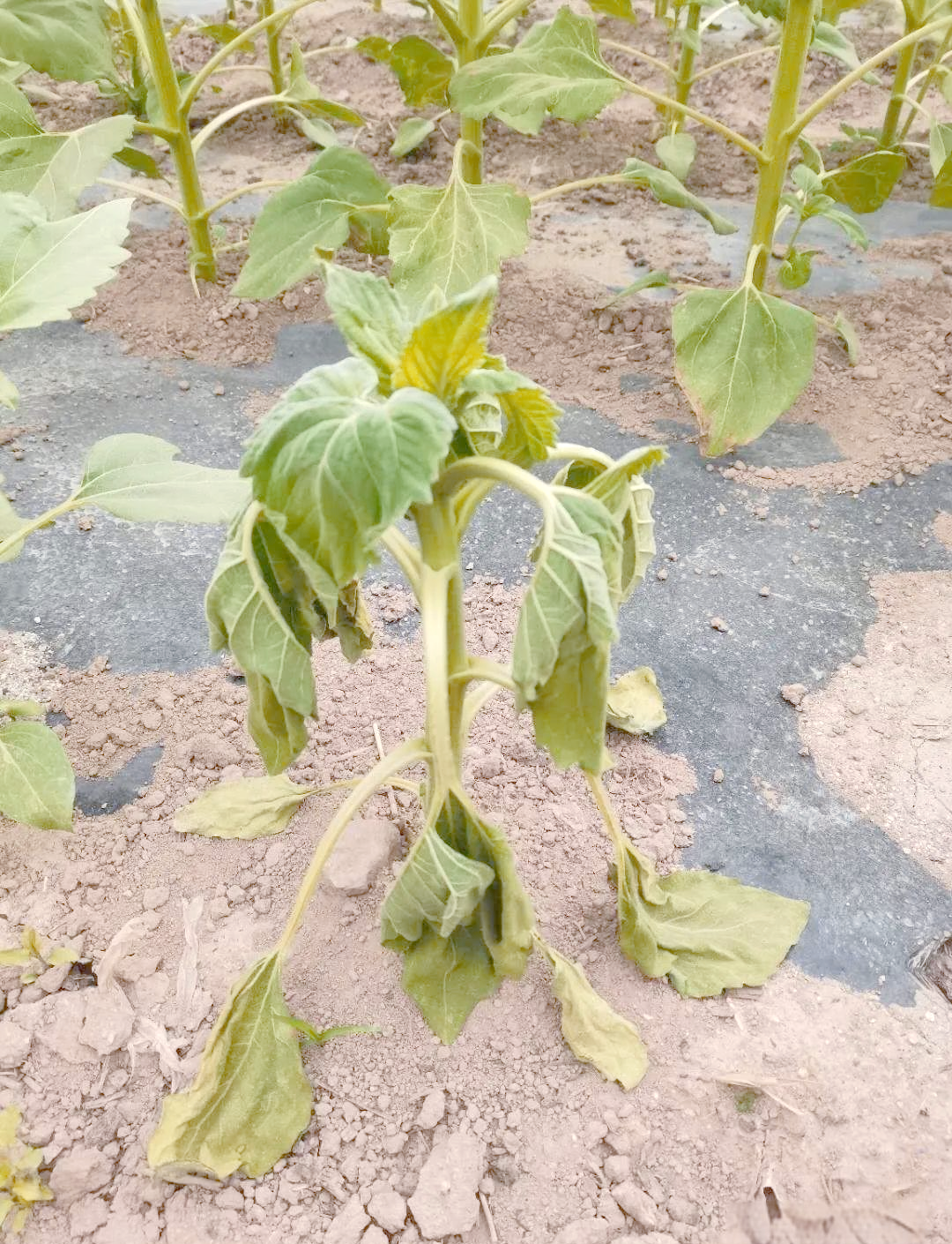 向日葵菌核病,这一对向日葵极具致命的病害,在向日葵的整个生育期都有