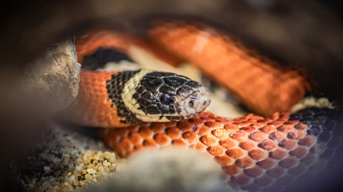 裤兜藏104条活体蛇,被海关查获!