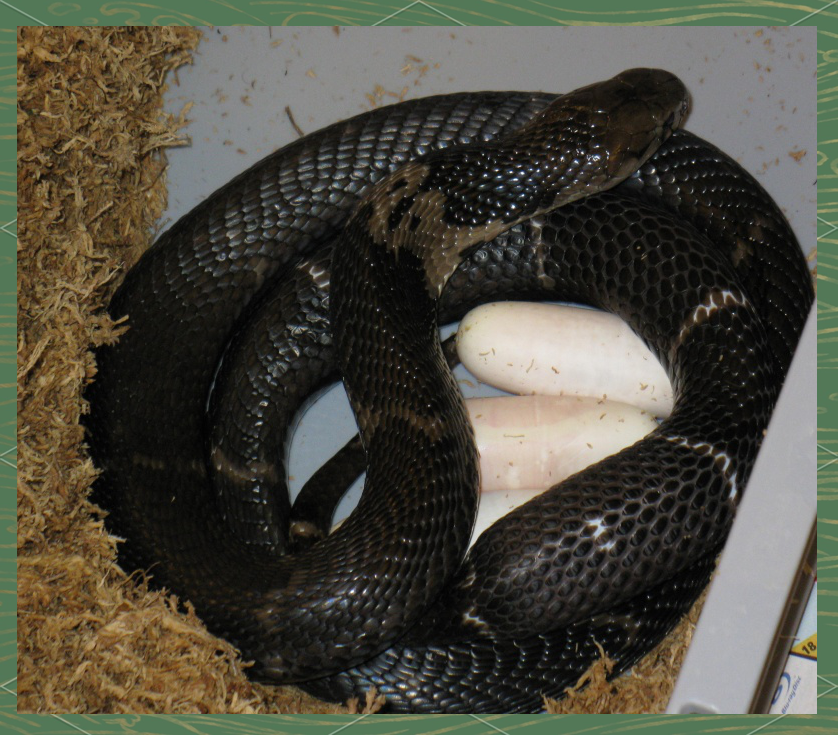 中华眼镜蛇:了解舟山眼镜蛇的多样性与重要性