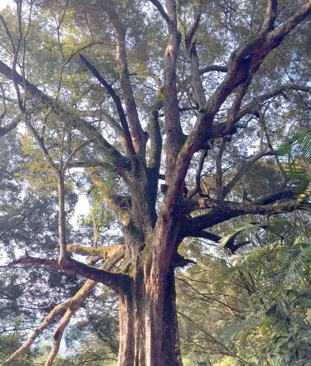 红椎古树公园:森林小镇的新宠