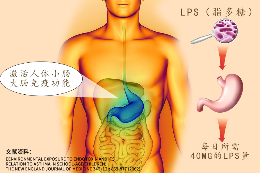 lps(脂多糖)對過敏的預防效果