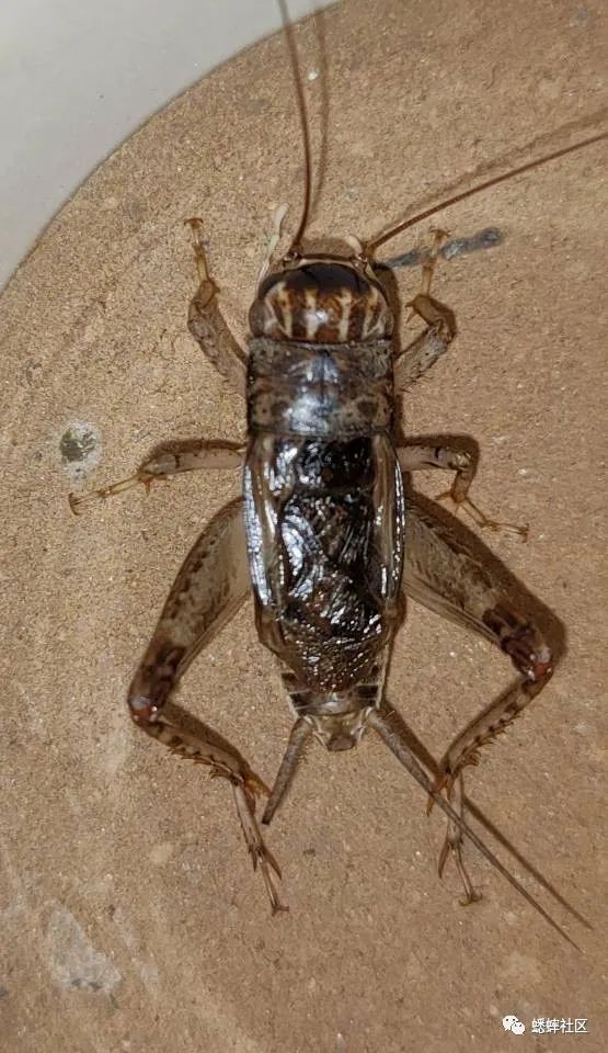 蟋蟀 2020年红牙白青,发口极附视频!