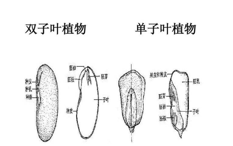 单子叶植物种子和双子叶植物种子的区别