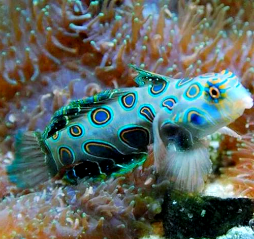 探索海水缸中的多彩青蛙鱼