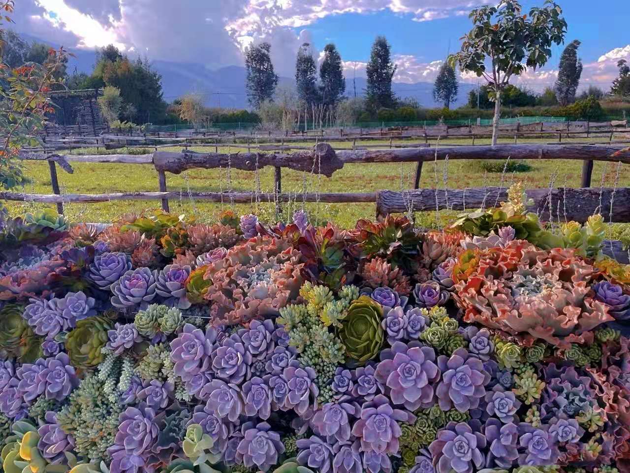 她把多肉养成了"城墙",庄园式造型惊艳了一众网友