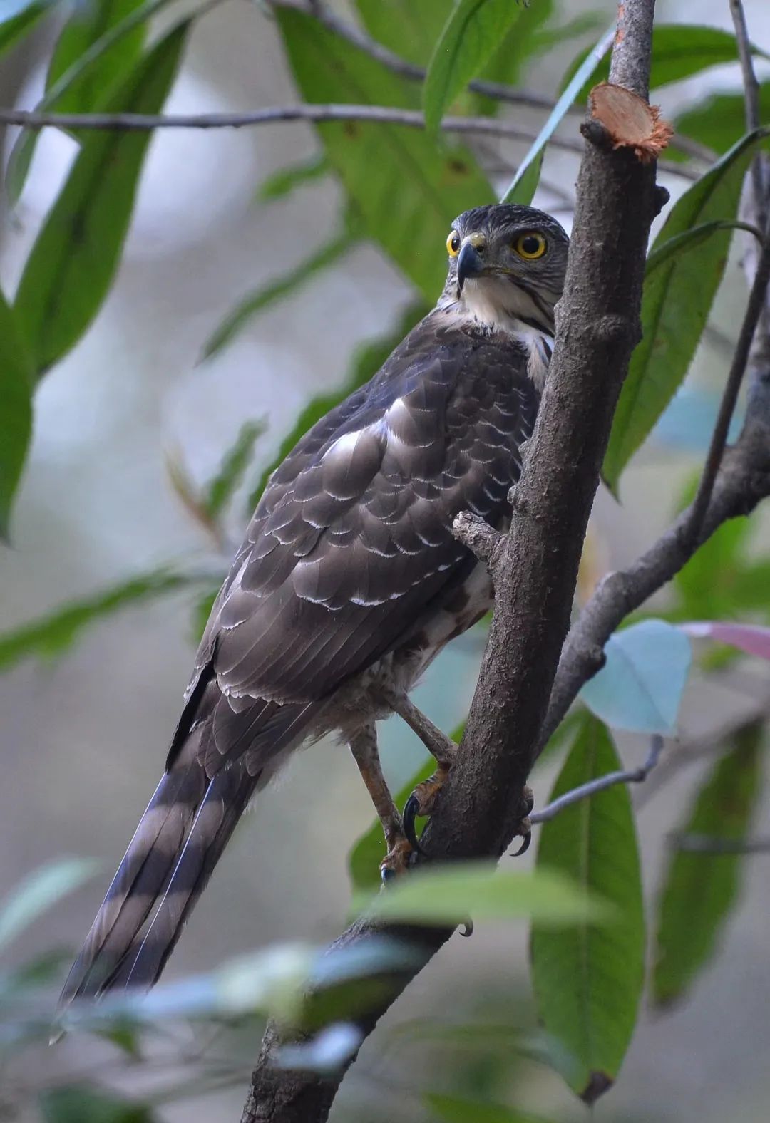 凤头鹰"夫妻"返巢育新雏,续写城市故事