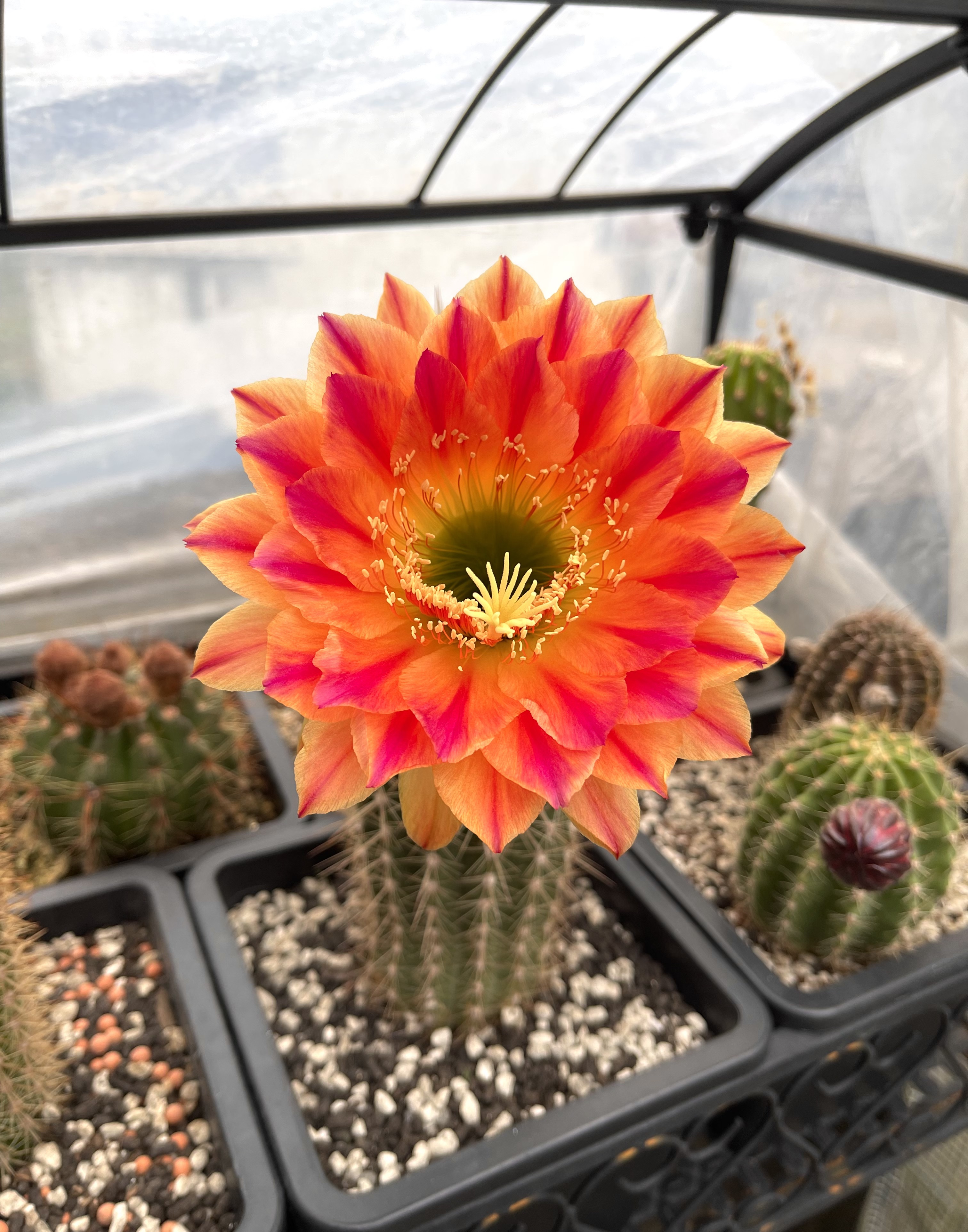 一款花朵超大的仙人球,直径20厘米,一年多次绽放,又美又好养