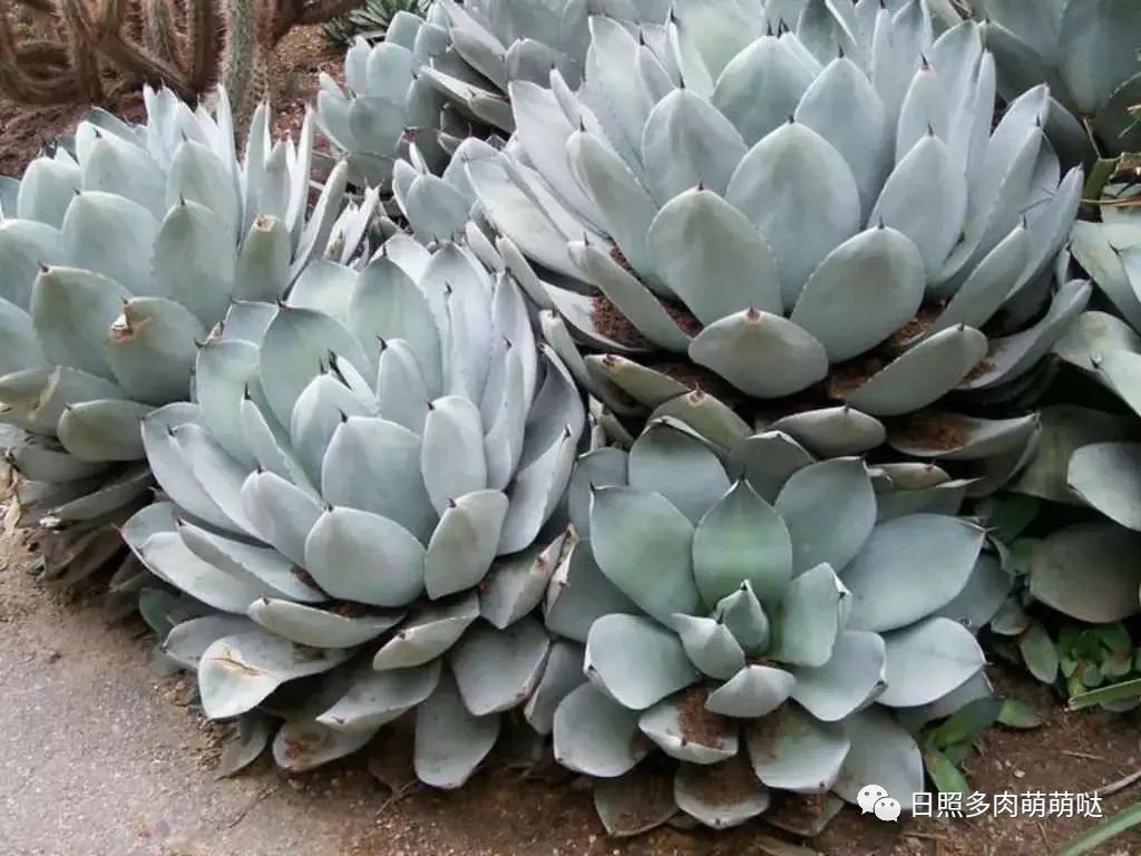 每日一肉—虚空藏