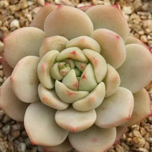 多肉品种:雨滴,纸风车,相府莲,小红船,香草比斯