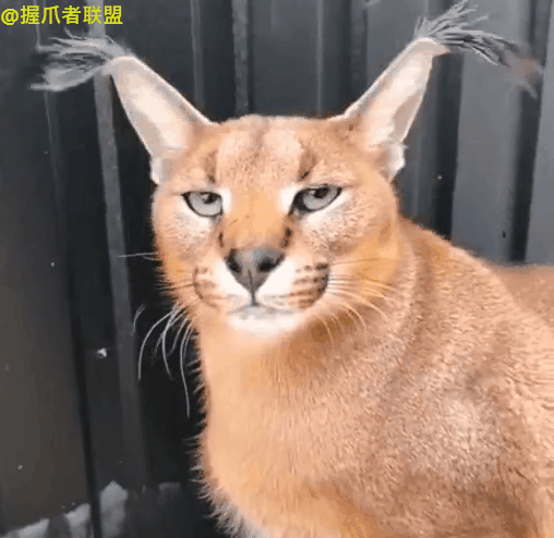 "猫咪"长得像申公豹,耳朵还会随音乐跳舞,太萌了