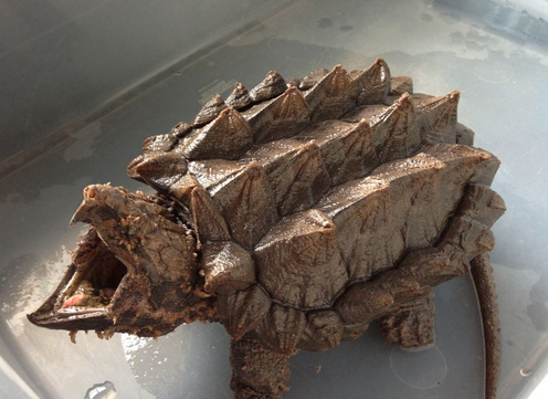 养鳄龟水深多少合适?小鳄龟一年能长多大?