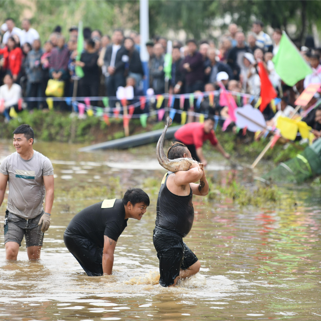 兴义楼纳开秧节 抓鱼活动乐不停