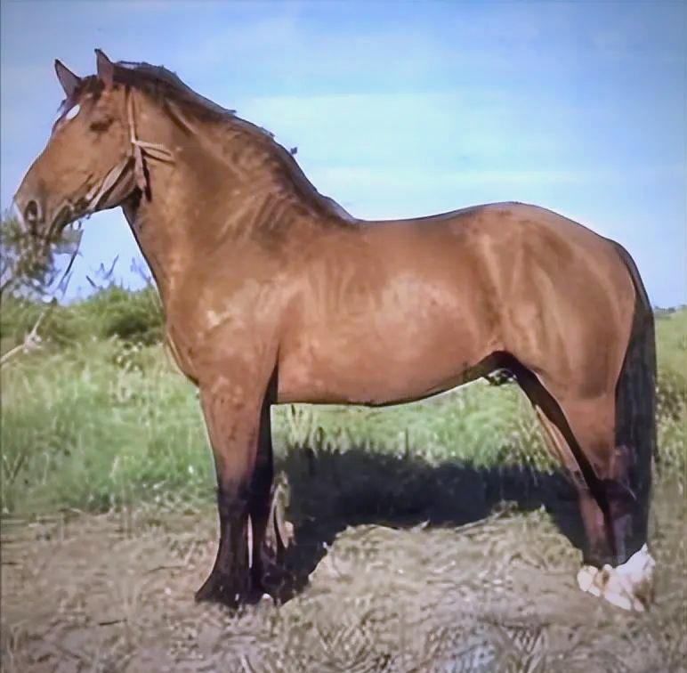 世界名马大盘点:从纯血马到蒙古马,它们都有哪些独特魅力