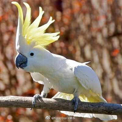 论炸毛冠霖跟鹦鹉的适配度 小赖常常戴帽子的原因"曝光"