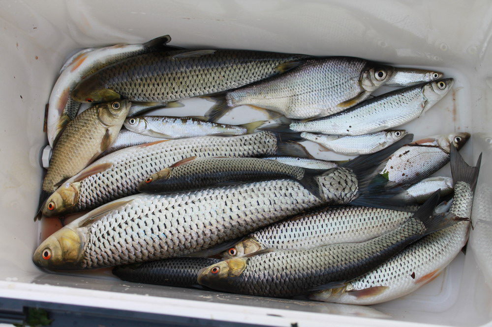 黑脊倒刺鲃苗种培育技术探(2)