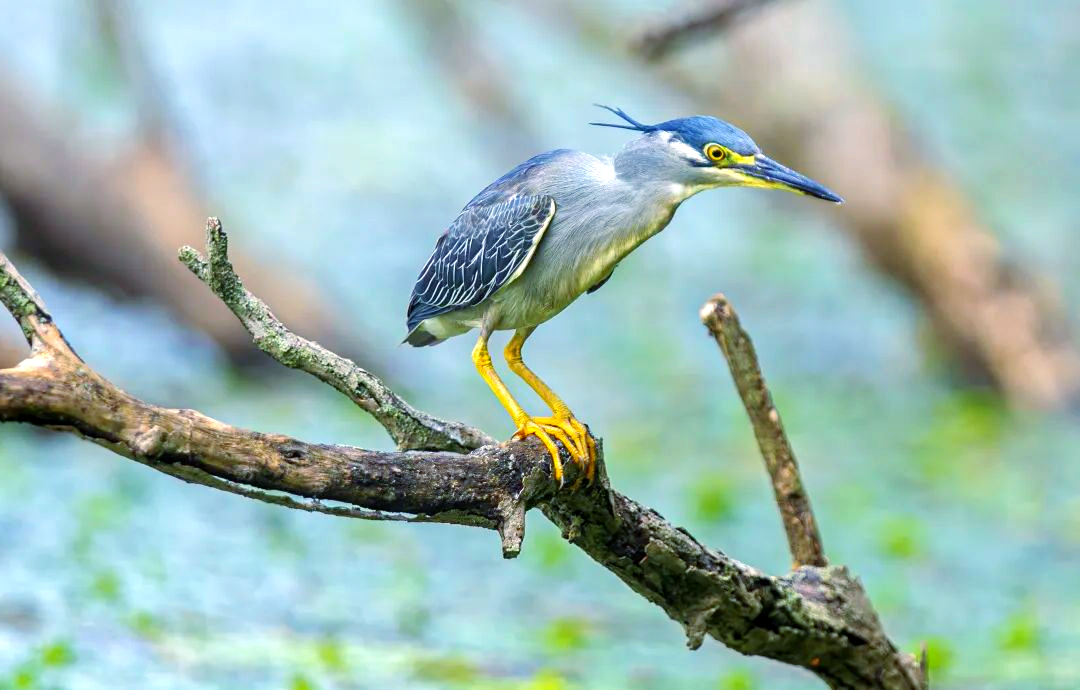南京常见鹭类鸟类介绍及辨识方法