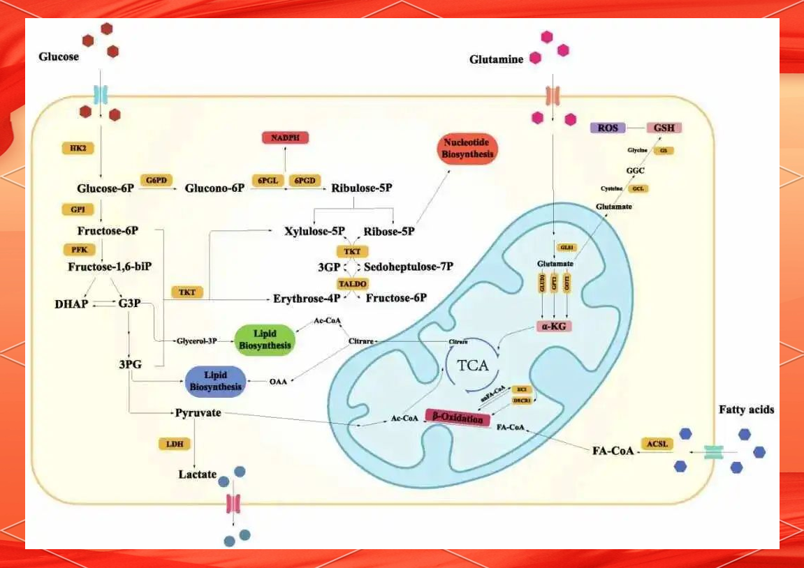 线粒体代谢:细胞能量与物质代谢的核心枢纽