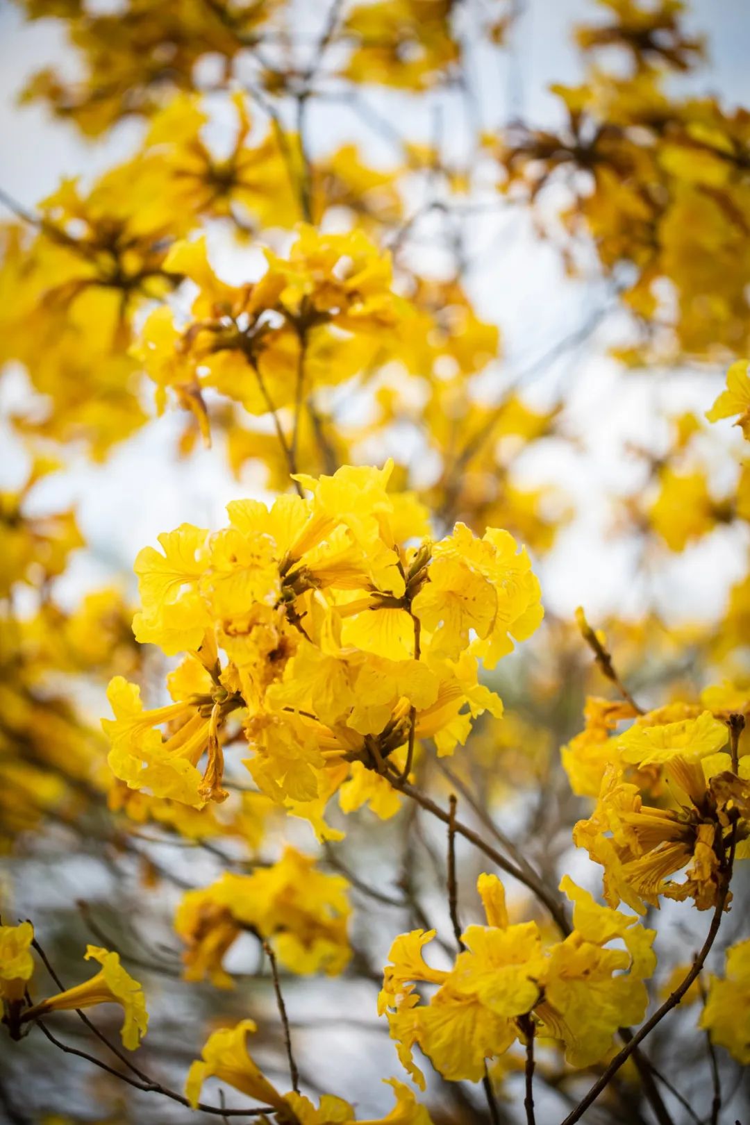 漳州春日万物苏醒正是火山岛踏青好时节