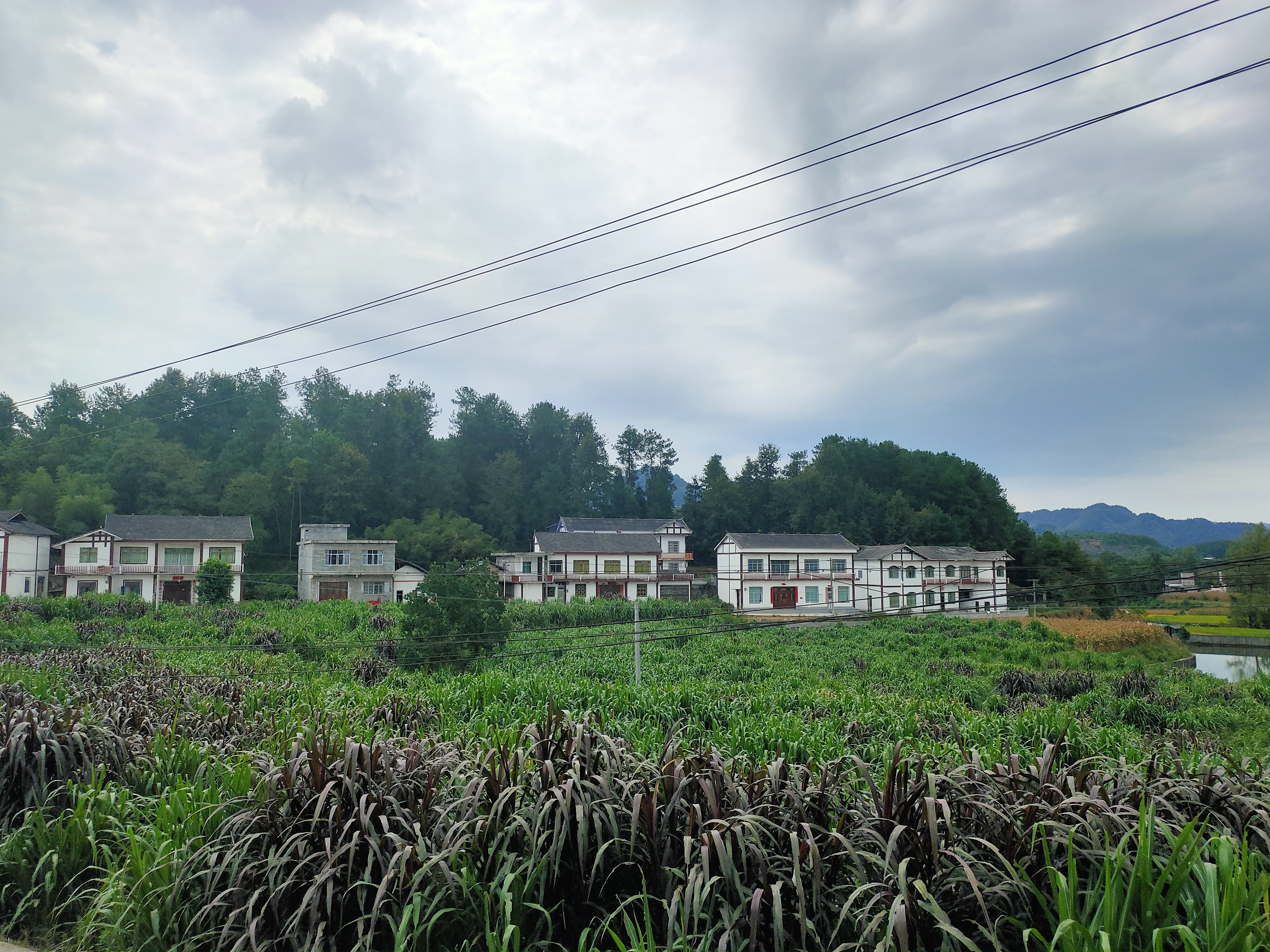 德江县煎茶镇:强化四个举措,构建肉牛产业新格局