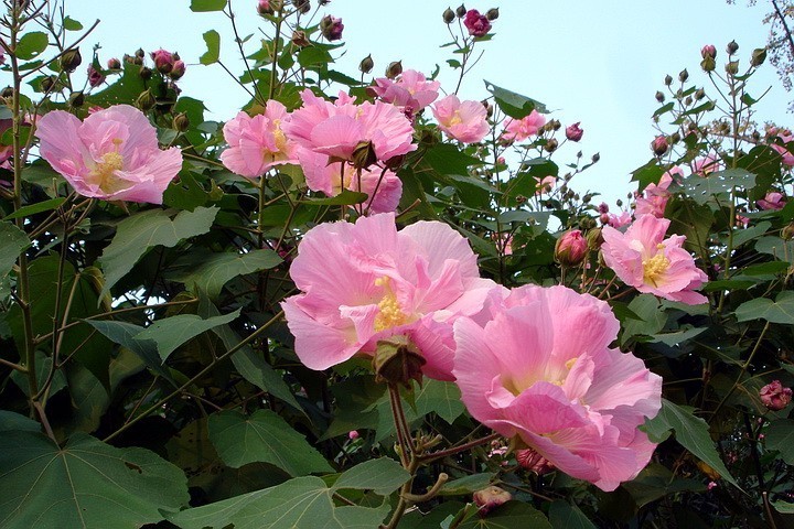 木芙蓉的几种繁殖方式