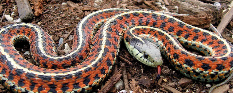 满腹经纶打一个动物