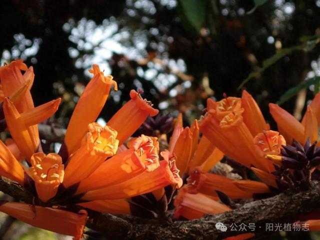 火烧花老茎生花橙色暖阳