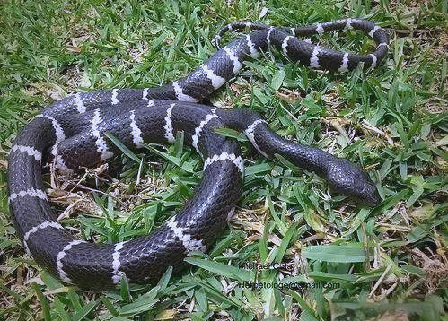 揭秘白链蛇:从外观到生活习性全面了解