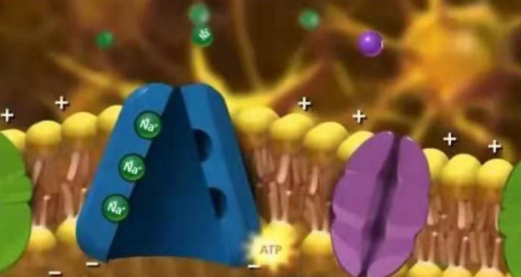 钠钾泵的工作原理