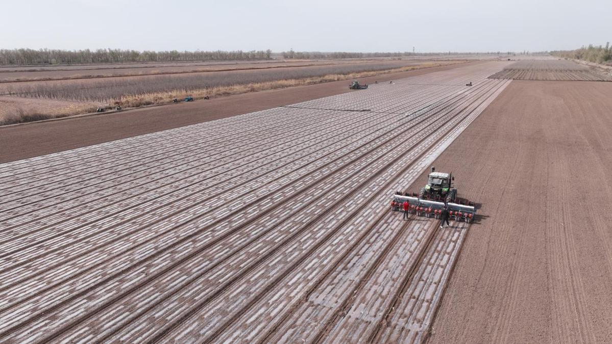 新疆阿拉尔市:"干播湿出"技术全覆盖 夯实棉花丰产第一关