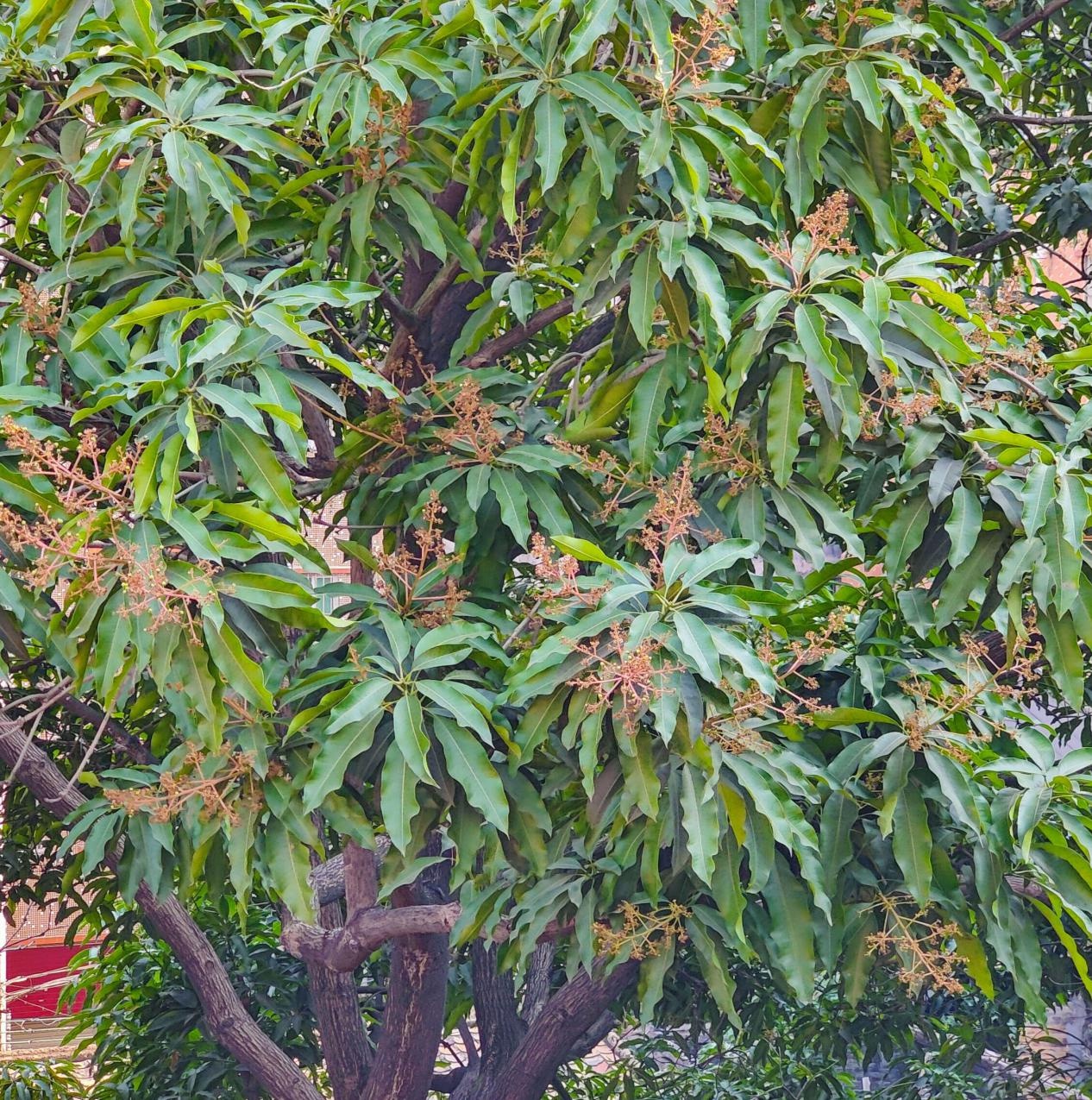 近300岁夏茅香芒结果啦!