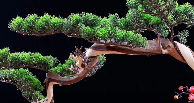 不老松盆景适合放家里吗