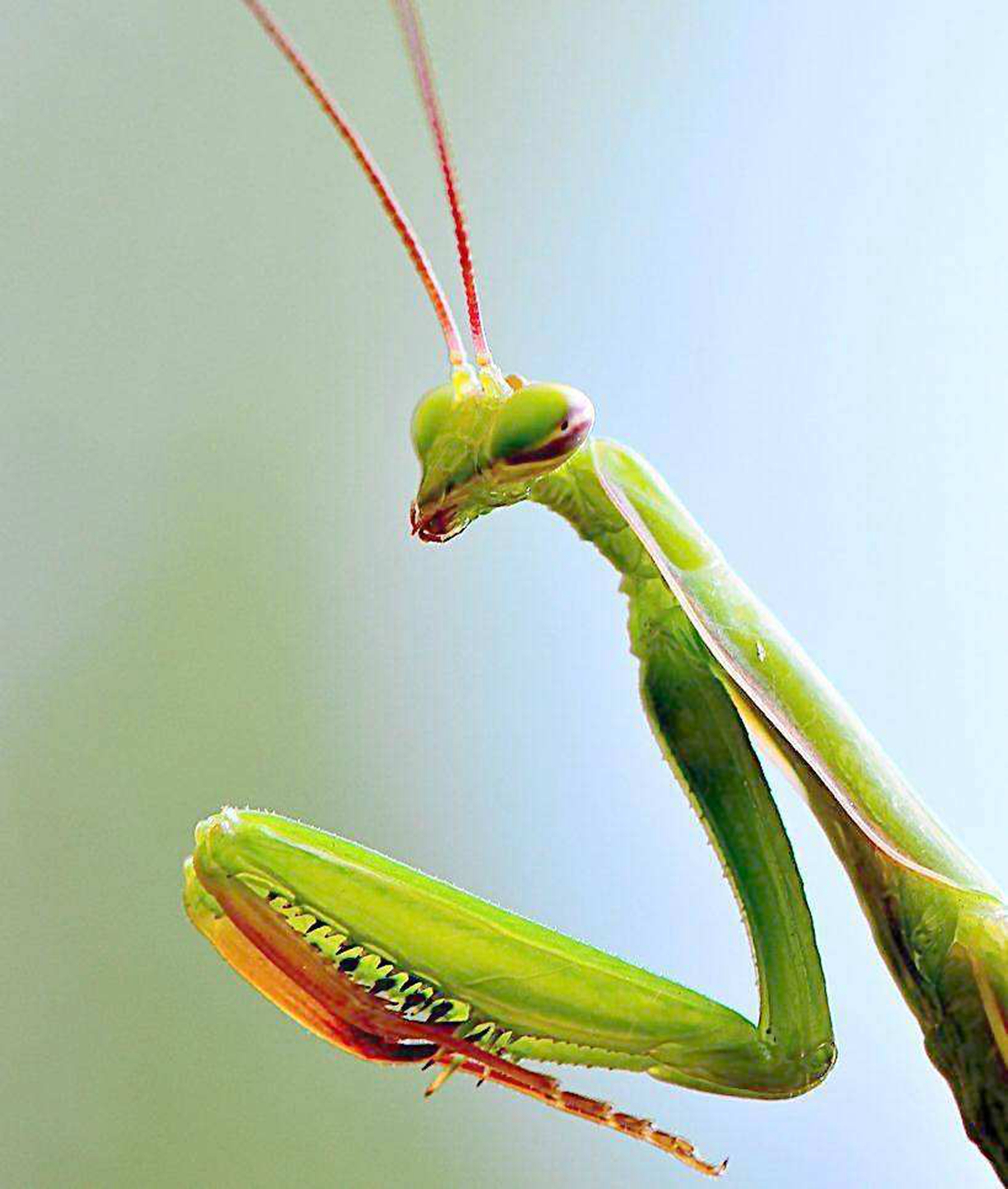 螳螂的本领是什么图片