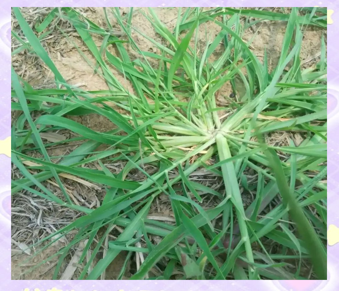 清热解毒的牛筋草,你了解它的神奇功效吗