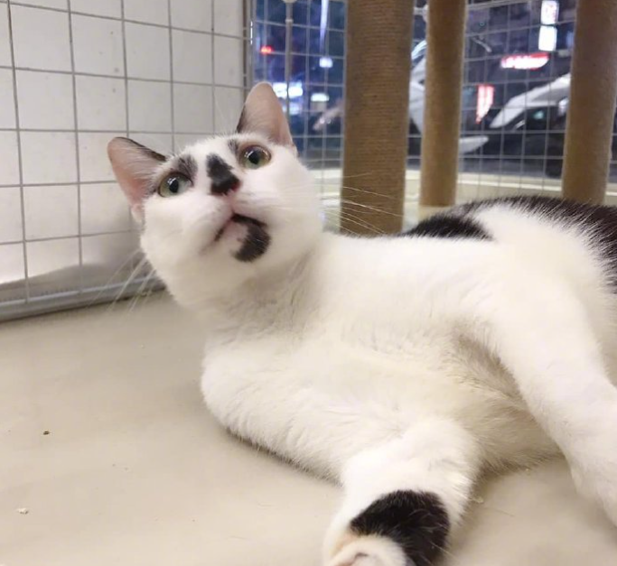 一只奶牛猫长得会有多潦草?看到第一只我就震惊了 一只奶牛猫长得会有多潦草?看到第一只我就震惊了