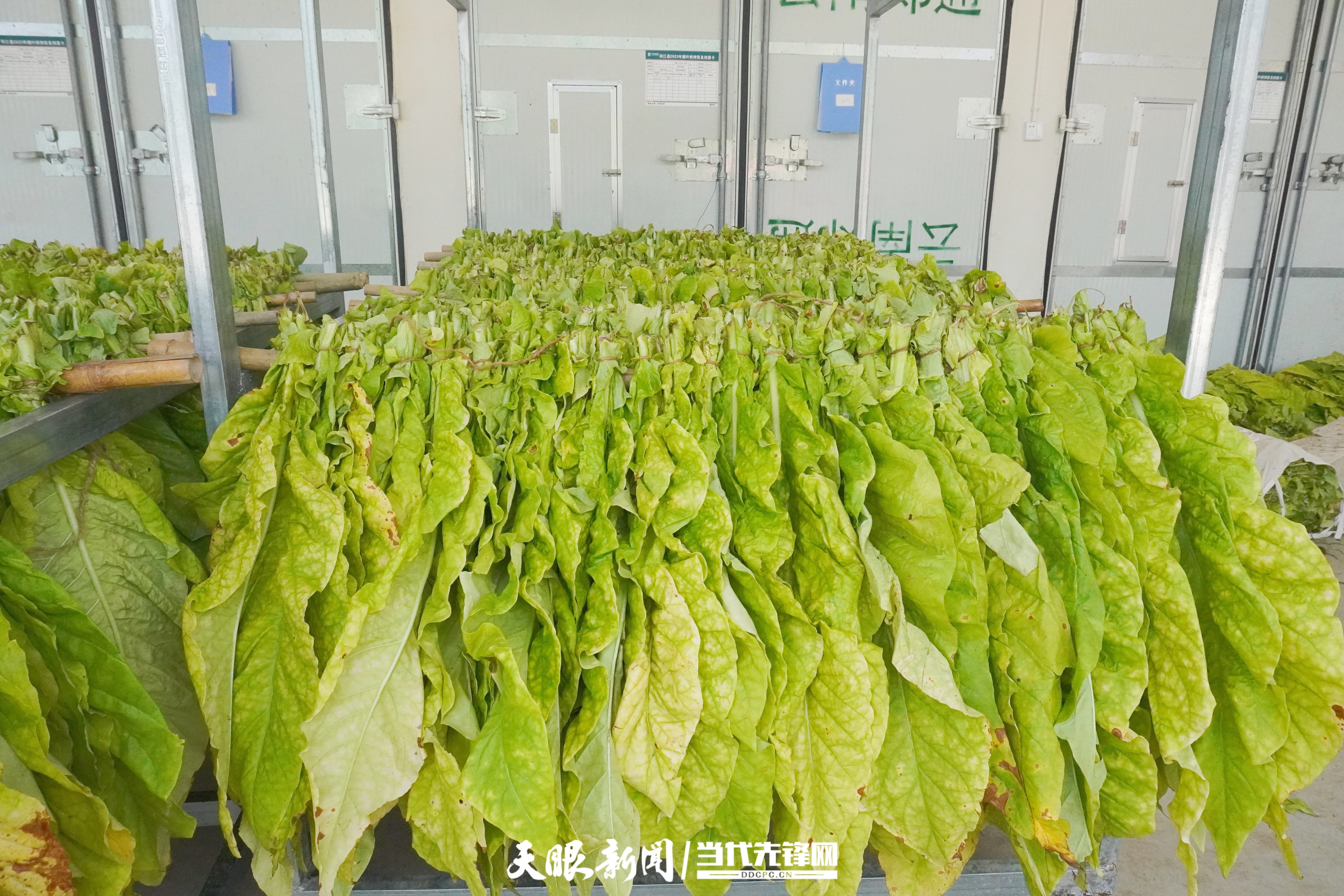 印江新寨镇:千亩烤烟烘烤忙