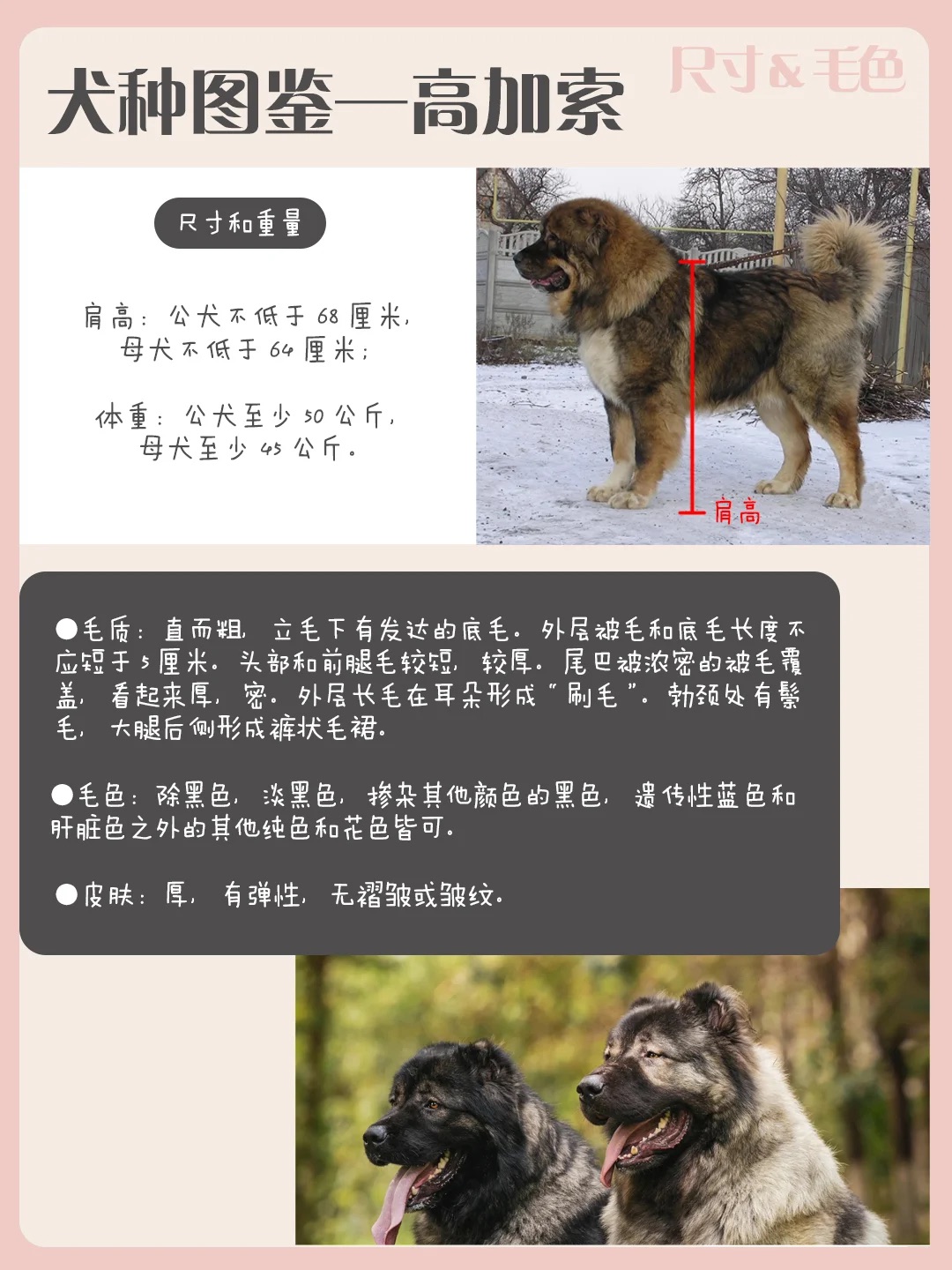 犬种图鉴-高加索牧羊犬(忠诚温柔的巨兽)