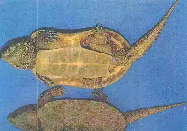 世界上众多凶猛的乌龟,棱皮海龟以锋利咬合力闻名