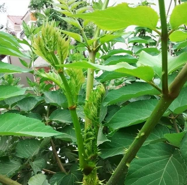 山间的极品美味——龙牙楤木