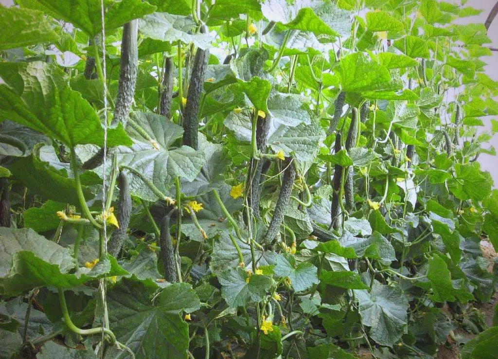 种植黄瓜的关键技巧:做好这两点,产量飙升,一颗顶多颗