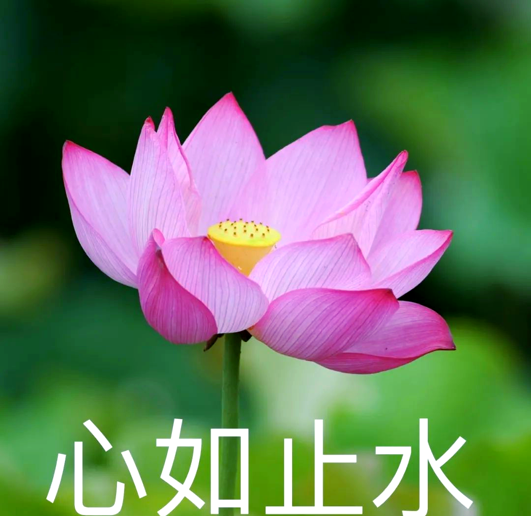 夏日荷花盛宴,淳化美景等你来欣赏